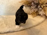Kujo, a male Maltipoo for sale in West Palm Beach, FL – 7 of 10