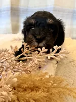 Kujo, a male Maltipoo for sale in West Palm Beach, FL – 3 of 10