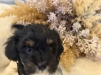 Kujo, a male Maltipoo for sale in West Palm Beach, FL – 4 of 10