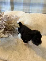 Kujo, a male Maltipoo for sale in West Palm Beach, FL – 8 of 10