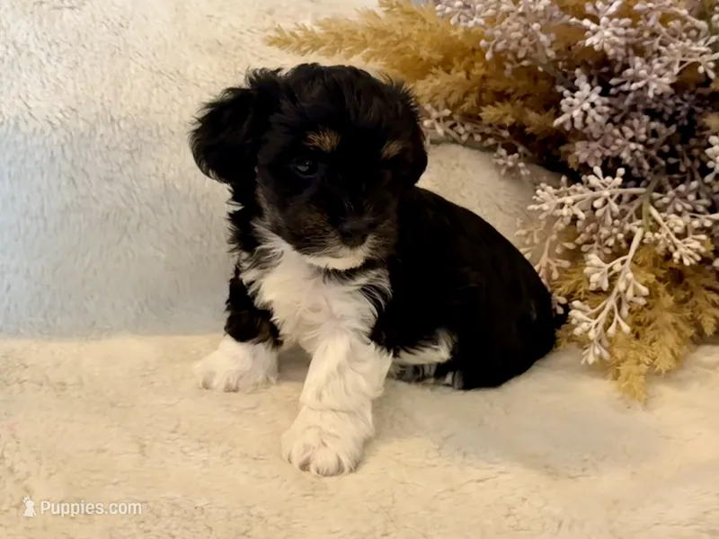 Kujo – Maltipoo puppy for sale in West Palm Beach, FL
