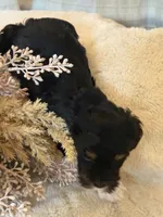 Kujo, a male Maltipoo for sale in West Palm Beach, FL – 9 of 10