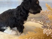 Kujo, a male Maltipoo for sale in West Palm Beach, FL – 2 of 10