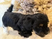 Kujo, a male Maltipoo for sale in West Palm Beach, FL – 5 of 10
