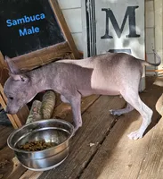 Male Miniature Xolo, a male Xoloitzcuintli for sale in Woodruff, SC – 2 of 6