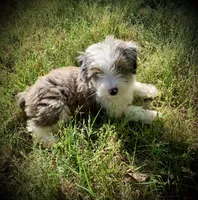 Mr.Green aka Pierre Mini, a male Miniature Aussiedoodle for sale in Woodruff, SC – Photo 3 of 3
