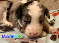 Pierre Mini AussiePoo, a male Miniature Aussiedoodle for sale in Woodruff, SC – Photo 1 of 7