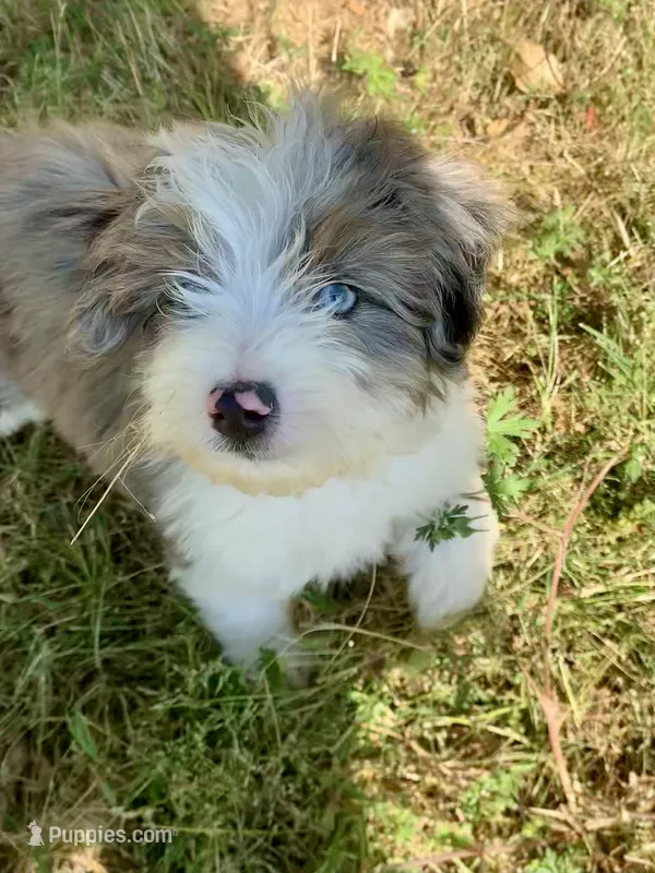 Mr.Green aka Pierre Mini – Miniature Aussiedoodle puppy for sale in Woodruff, SC