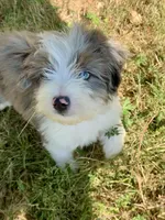 Mr.Green aka Pierre Mini, a male Miniature Aussiedoodle for sale in Woodruff, SC – Photo 1 of 3