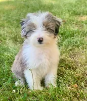 Mr.Green aka Pierre Mini, a male Miniature Aussiedoodle for sale in Woodruff, SC – Photo 2 of 3