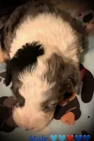 Pierre Mini AussiePoo, a male Miniature Aussiedoodle for sale in Woodruff, SC – Photo 4 of 7