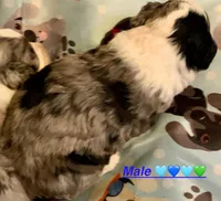 Pierre Mini AussiePoo, a male Miniature Aussiedoodle for sale in Woodruff, SC – Photo 5 of 7