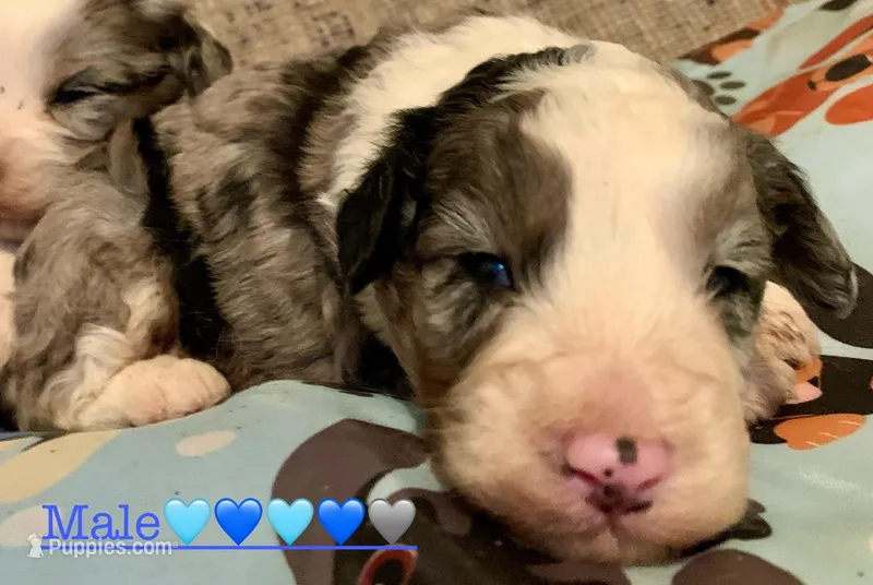 Pierre Mini AussiePoo – Miniature Aussiedoodle puppy for sale in Woodruff, SC