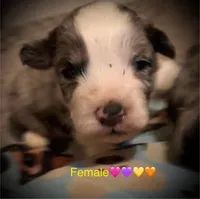 Polly Mini AussiePoo , a female Miniature Aussiedoodle for sale in Woodruff, SC – Photo 2 of 8