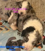 Polly Mini AussiePoo , a female Miniature Aussiedoodle for sale in Woodruff, SC – Photo 3 of 8