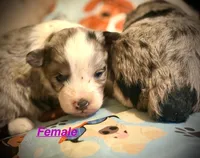 Polly Mini AussiePoo , a female Miniature Aussiedoodle for sale in Woodruff, SC – Photo 1 of 8