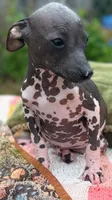 Pancho Villa, a male Xoloitzcuintli for sale in Woodruff, SC – 2 of 8