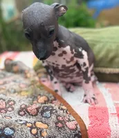 Pancho Villa, a male Xoloitzcuintli for sale in Woodruff, SC – 4 of 8