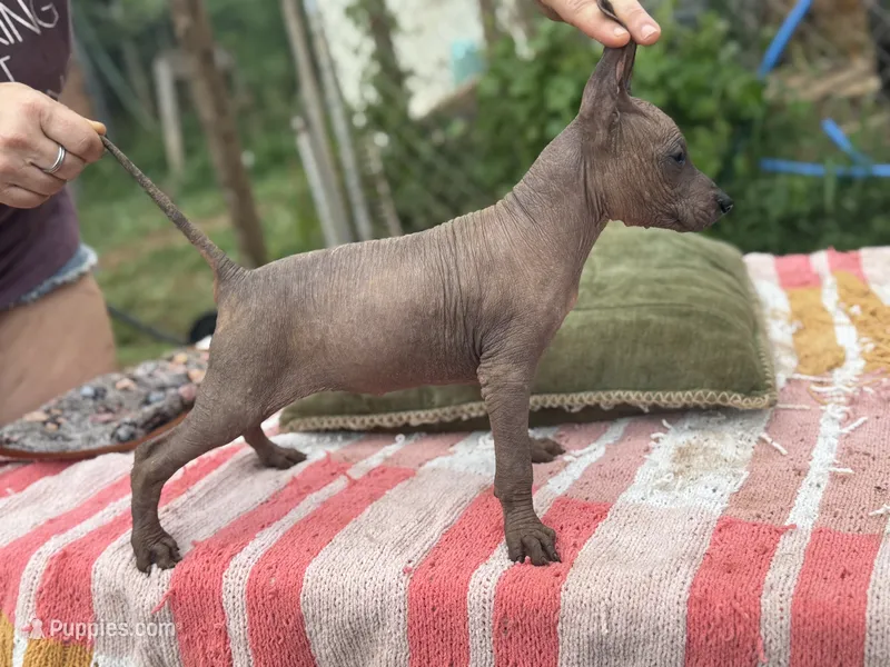 Dominga – Xoloitzcuintli puppy for sale in Woodruff, SC