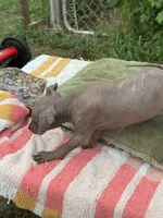 Dominga, a female Xoloitzcuintli for sale in Woodruff, SC – 3 of 6