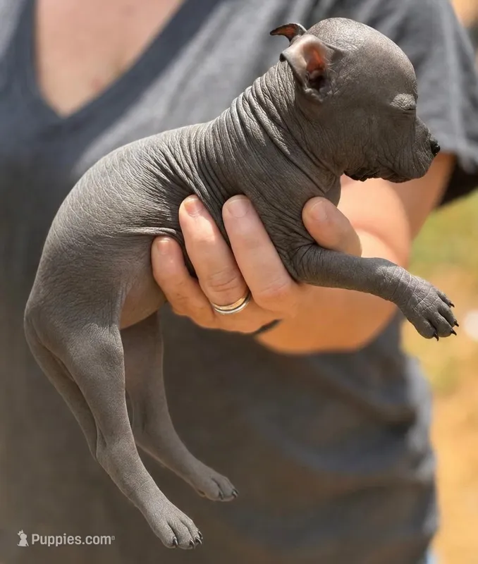 Female Mini/Inter Xolo – Xoloitzcuintli puppy for sale in Woodruff, SC