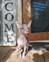 Sambuca Mini Male, a male Xoloitzcuintli for sale in Woodruff, SC – 2 of 3