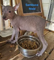 Male Miniature Xolo, a male Xoloitzcuintli for sale in Woodruff, SC – 1 of 6