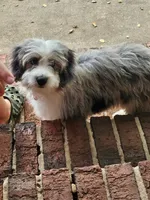 Louie II Mini AussieDoodle, a male Miniature Aussiedoodle for sale in Woodruff, SC – 4 of 6
