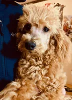 Ollie Red Male Mini, a male Poodle - Miniature  for sale in Woodruff, SC – Photo 5 of 8