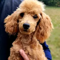 Ollie Red Male Mini, a male Poodle - Miniature  for sale in Woodruff, SC – Photo 8 of 8