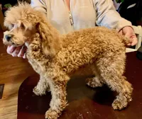Ollie Red Male Mini, a male Poodle - Miniature  for sale in Woodruff, SC – Photo 3 of 8
