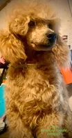 Ollie Red Male Mini, a male Poodle - Miniature  for sale in Woodruff, SC – Photo 1 of 8