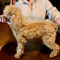 Ollie Red Male Mini, a male Poodle - Miniature  for sale in Woodruff, SC – Photo 2 of 8