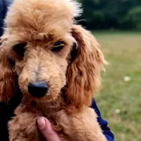 Ollie Red Male Mini, a male Poodle - Miniature  for sale in Woodruff, SC – Photo 4 of 8