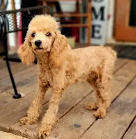 processed/126bd533-4207-4de9-8bc4-d448b8be0752/listing/24238e3a-c348-42ef-a815-9bd769630607/d9c3cfa2-8a2e-4ac1-9506-4306c8fa5945