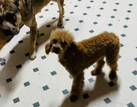 Ollie Red Male Mini, a male Poodle - Miniature  for sale in Woodruff, SC – Photo 6 of 8