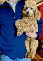Ollie Red Male Mini, a male Poodle - Miniature  for sale in Woodruff, SC – Photo 7 of 8