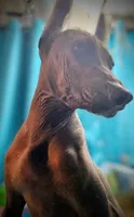 Santiago Standard, a male Xoloitzcuintli for sale in Woodruff, SC – 9 of 10
