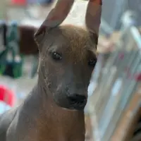 Santiago Standard, a male Xoloitzcuintli for sale in Woodruff, SC – Photo 6 of 6
