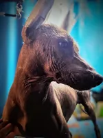Santiago Standard, a male Xoloitzcuintli for sale in Woodruff, SC – 2 of 10