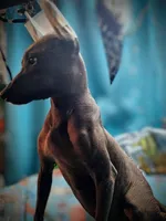 Santiago Standard, a male Xoloitzcuintli for sale in Woodruff, SC – 3 of 10