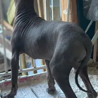 Santiago Standard, a male Xoloitzcuintli for sale in Woodruff, SC – Photo 5 of 6