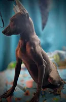 Santiago Standard, a male Xoloitzcuintli for sale in Woodruff, SC – 1 of 10
