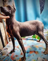 Santiago Standard, a male Xoloitzcuintli for sale in Woodruff, SC – 4 of 10