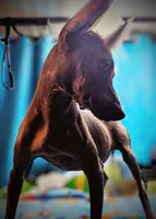 Santiago Standard, a male Xoloitzcuintli for sale in Woodruff, SC – 5 of 10