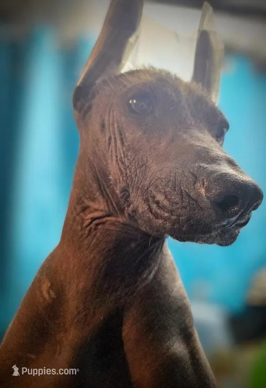 Santiago Standard – Xoloitzcuintli puppy for sale in Woodruff, SC