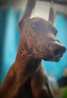 Santiago Standard, a male Xoloitzcuintli for sale in Woodruff, SC – 6 of 10