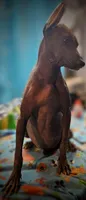 Santiago Standard, a male Xoloitzcuintli for sale in Woodruff, SC – 7 of 10