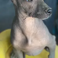 Santiago Standard, a male Xoloitzcuintli for sale in Woodruff, SC – Photo 1 of 6
