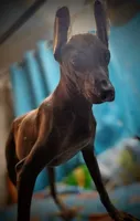Santiago Standard, a male Xoloitzcuintli for sale in Woodruff, SC – 8 of 10